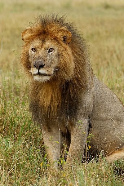 Adult black maned Lion-Panthera leo-Serengeti National Park-Tanzania-Africa